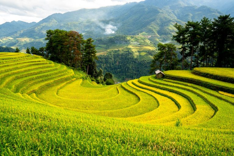 A vast, lush green rice paddy utilizing sustainable irrigation techniques in Lower Guinea, showcasing the potential of Yes! Invest in Guinea agribusiness projects.