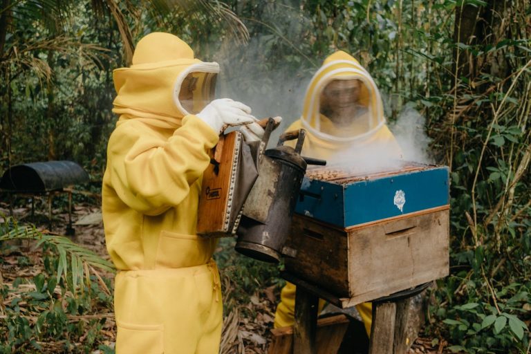 Beekeeping and Honey Production: Niche Agribusiness in Guinea overview by yes! invest guinea.