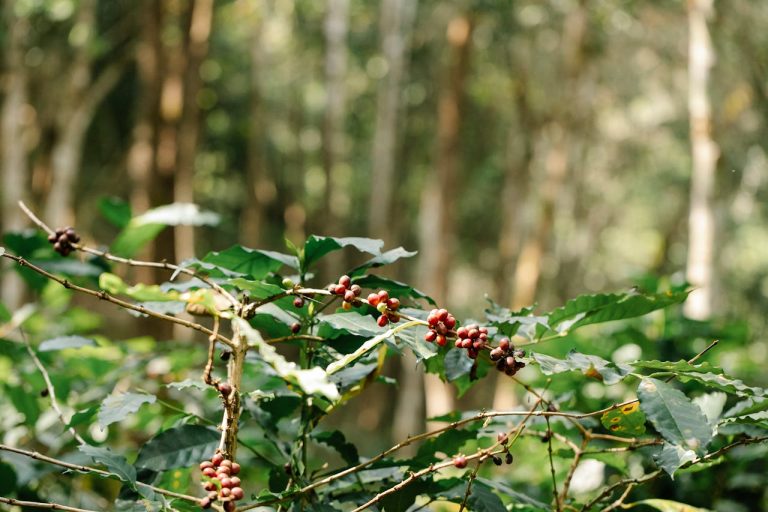 Coffee Plantation Revival: Specialty Exports from Guinea roadmap by yes! invest guinea.