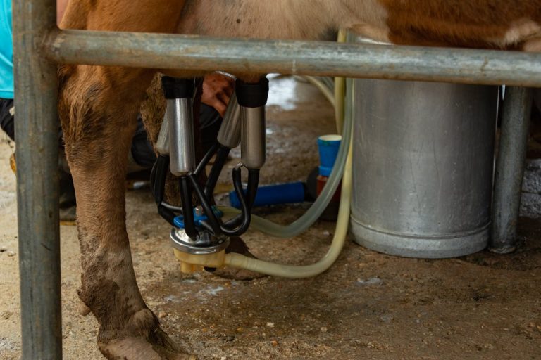 Dairy Production in Guinea: Livestock Sector Growth Potential overview by yes! invest guinea.