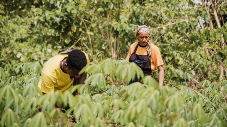 Organic Farming Trends: Sustainable Agriculture Investments in Guinea overview by yes! invest guinea.