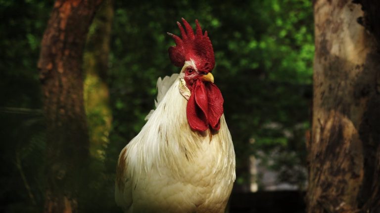 Poultry Farming Investments: Meeting Guinea's Protein Demand by yes! invest guinea.