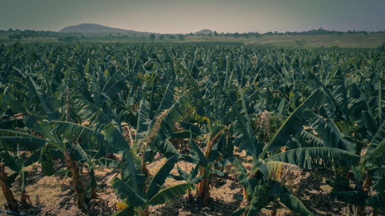 Banana Plantation Guinea Expansion: Fruit Export Growth guide by yes! invest guinea.