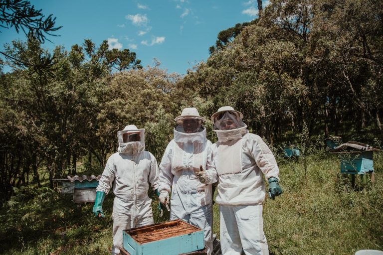 Beekeeping cooperatives in Guinea: Honey production by yes! invest guinea.