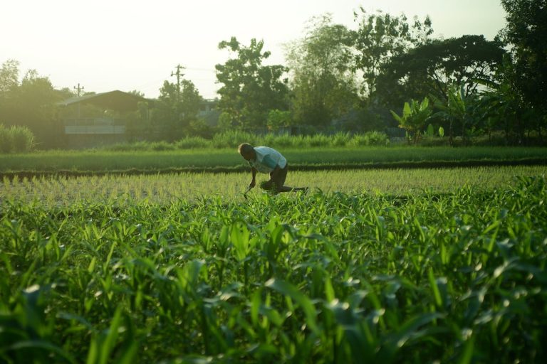 Organic Tea Farming: Export Markets for Guinea Produce overview by yes! invest guinea.