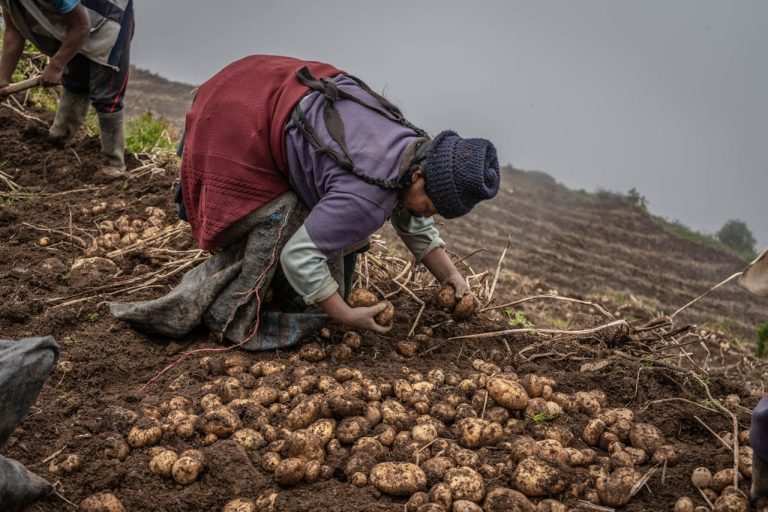 Potato cultivation in Guinea: Staple crop investment guide by yes! invest guinea.