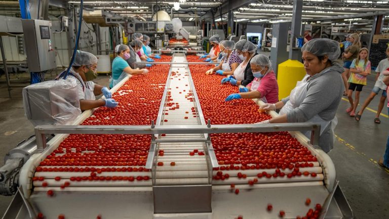 Tomato Processing Guinea