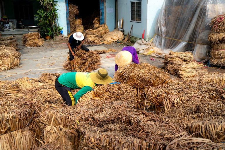 Vanilla Cultivation: High-Value Crop for Guinea Farmers guide by yes! invest guinea.